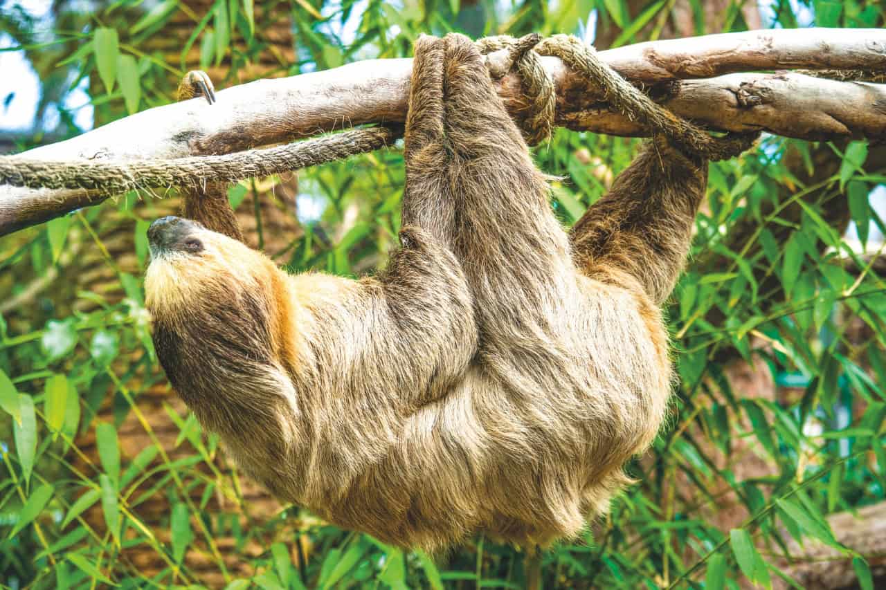 Sloth hanging from a branch at Loro Parque