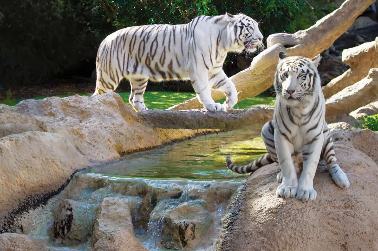 White tigers at Loro Parque Tenerife