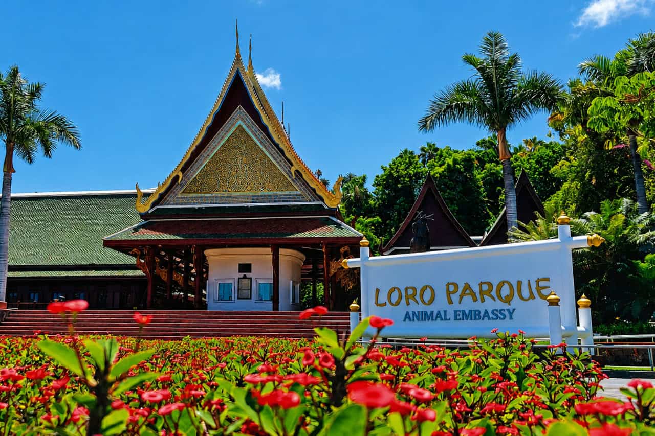 Bus to Loro Parque from south Tenerife