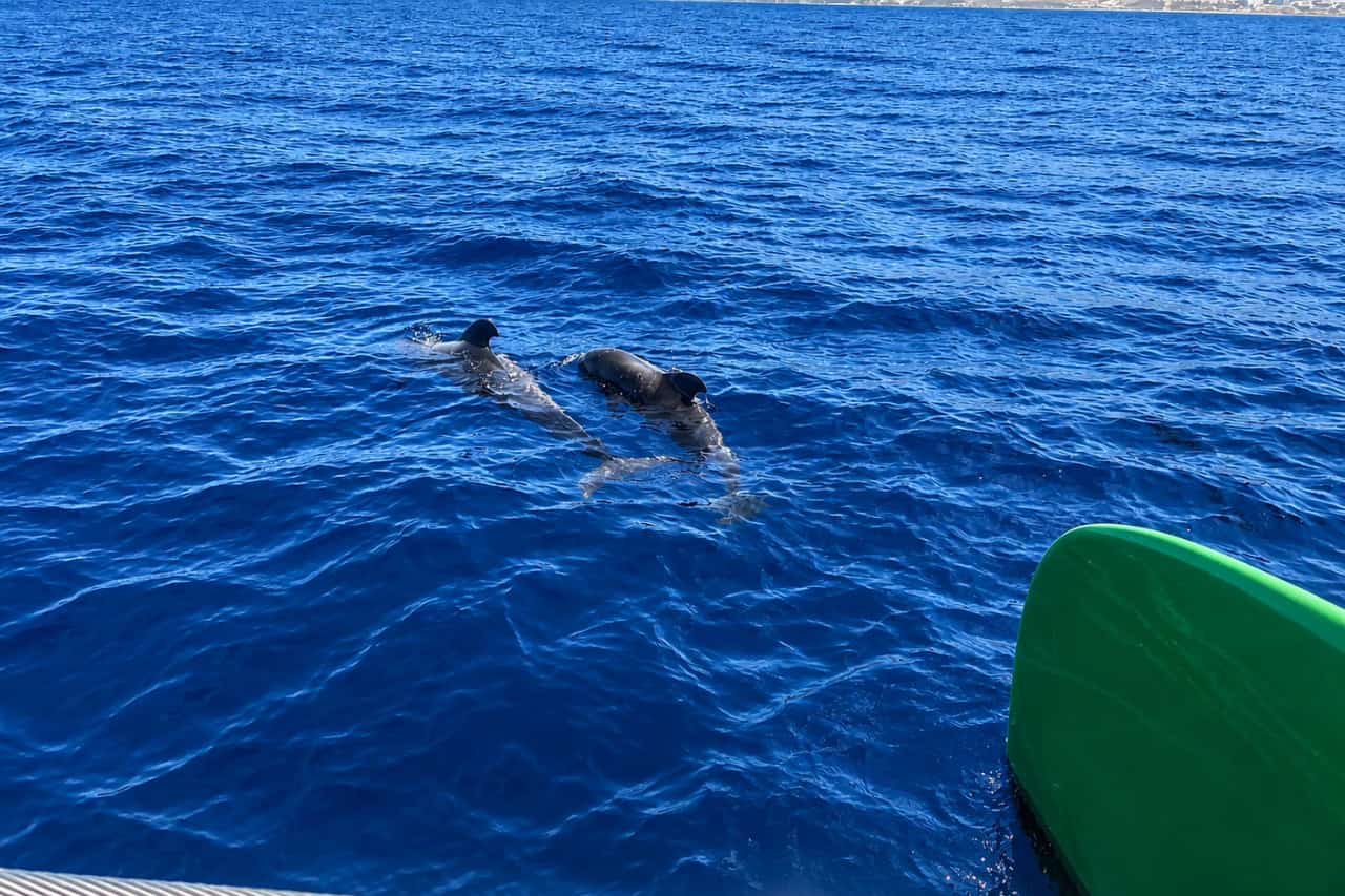 Grienden die naast de boot zwemmen tijdens de Freebird walvisexcursie met ophaalservice vanuit Puerto de la Cruz in Noord-Tenerife.