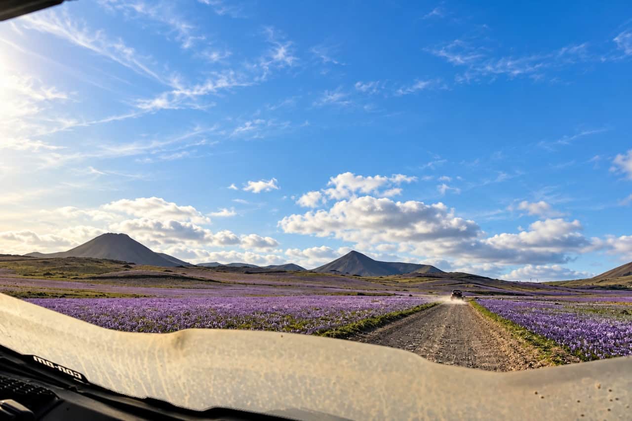 View from a buggy on a country road in Lanzarote with purple spring wildflowers and volcanic cones ahead