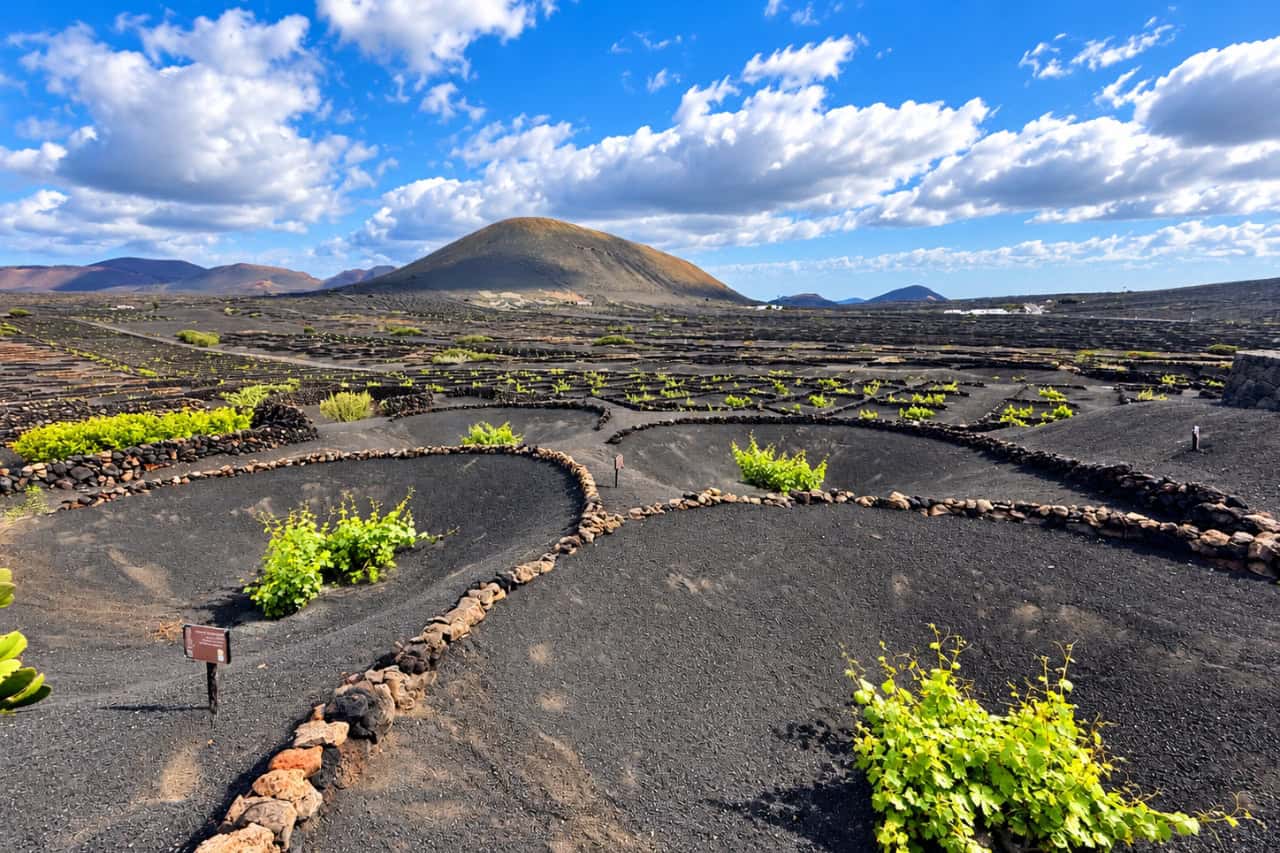 La Geria vineyards with vines growing in black volcanic ash inside stone windbreaks