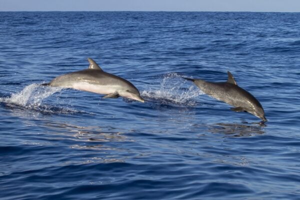 Dos delfines saltando durante un safari privado cerca de Morro Jable