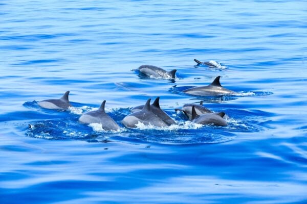 Turistas avistando delfines en un safari en lancha rápida desde Morro Jable, Fuerteventura