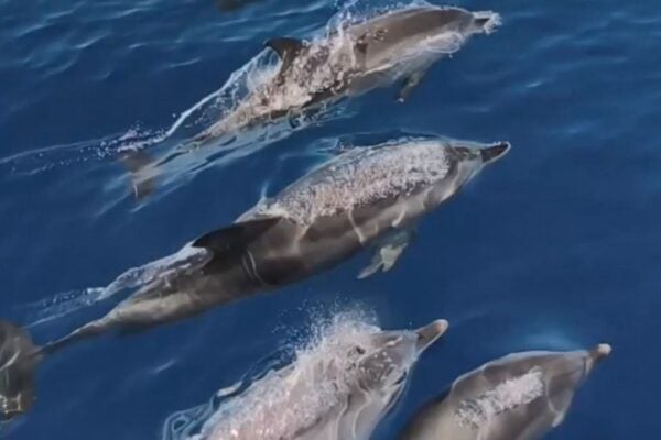 Delfines nadando cerca de un barco turístico privado en aguas de Fuerteventura