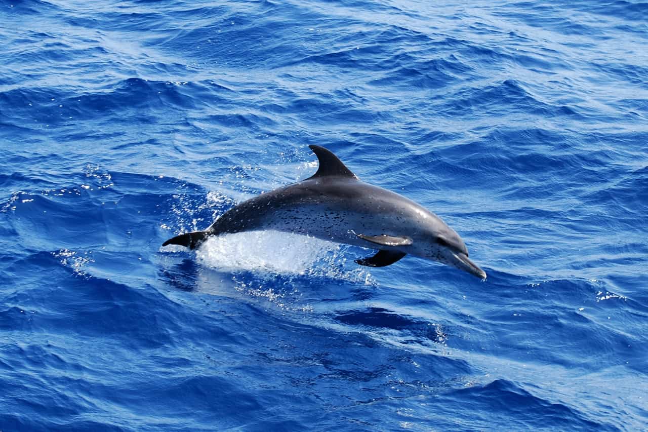 Atlantic spotted dolphin jumping near Tenerife