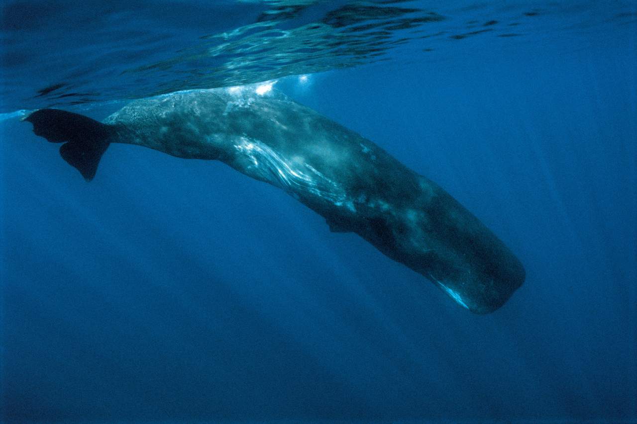 Sperm whale diving during a Tenerife whale watching excursion