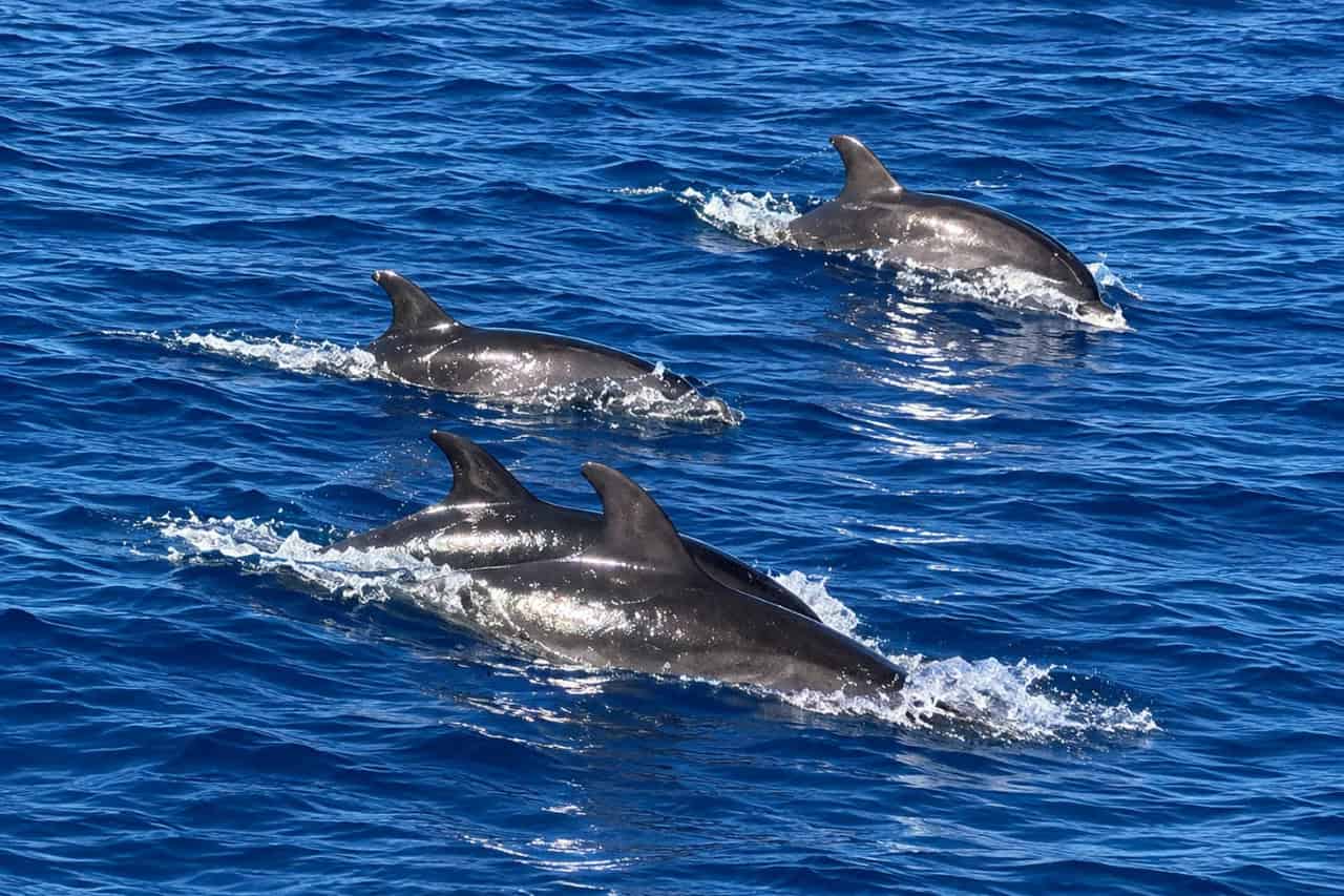 Dolphins swimming alongside the boat in the Atlantic Ocean
