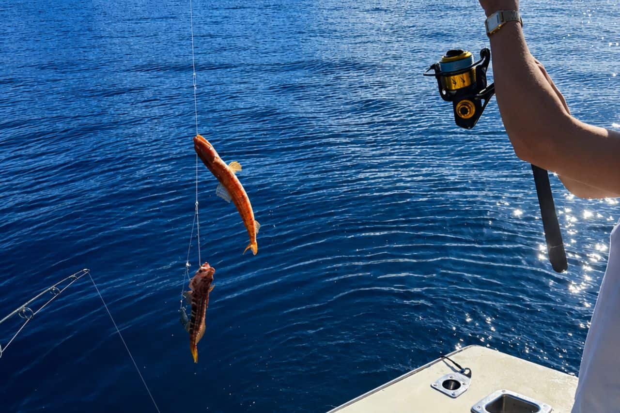 Twee vissen gevangen tijdens het bodemvissen op Tenerife