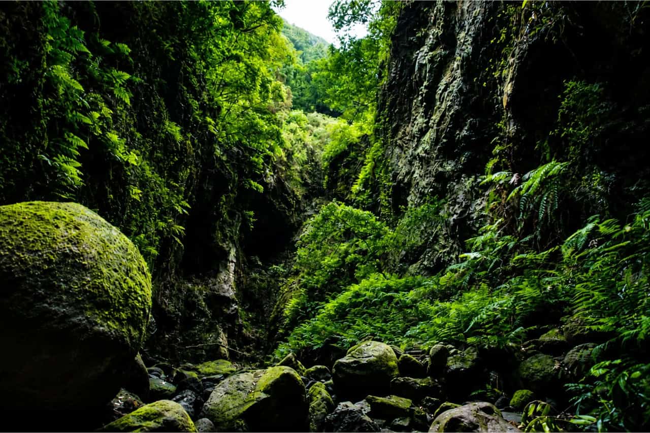 Svěže zelený vavřínový les a vodopád v Los Tilos na La Palmě