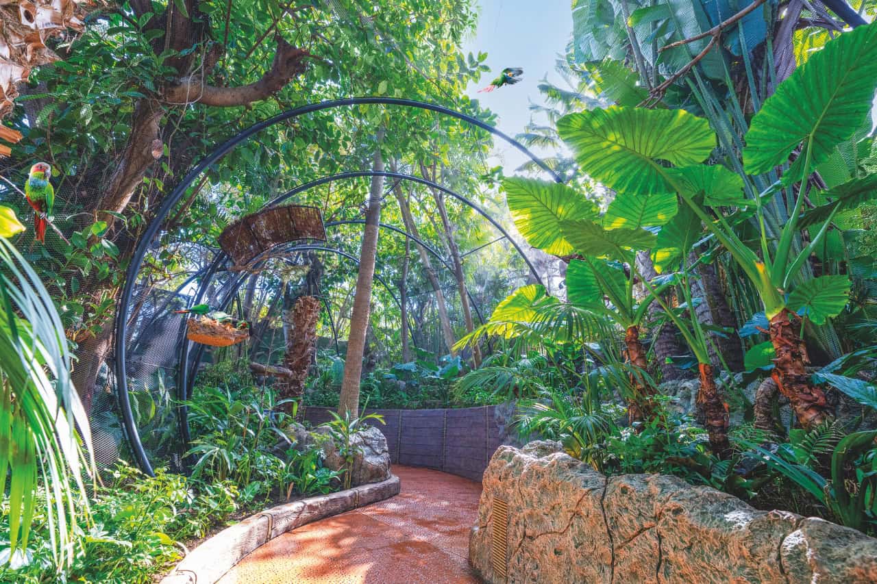 Barevní papoušci létající tropickou voliérou v Loro Parque