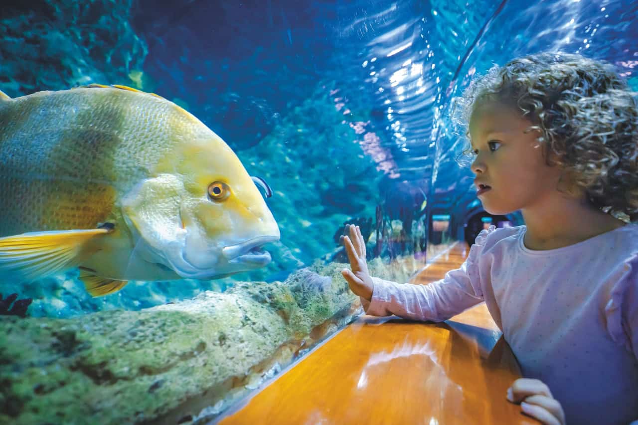 Malé dítě pozoruje velkou tropickou rybu v akváriu Loro Parque