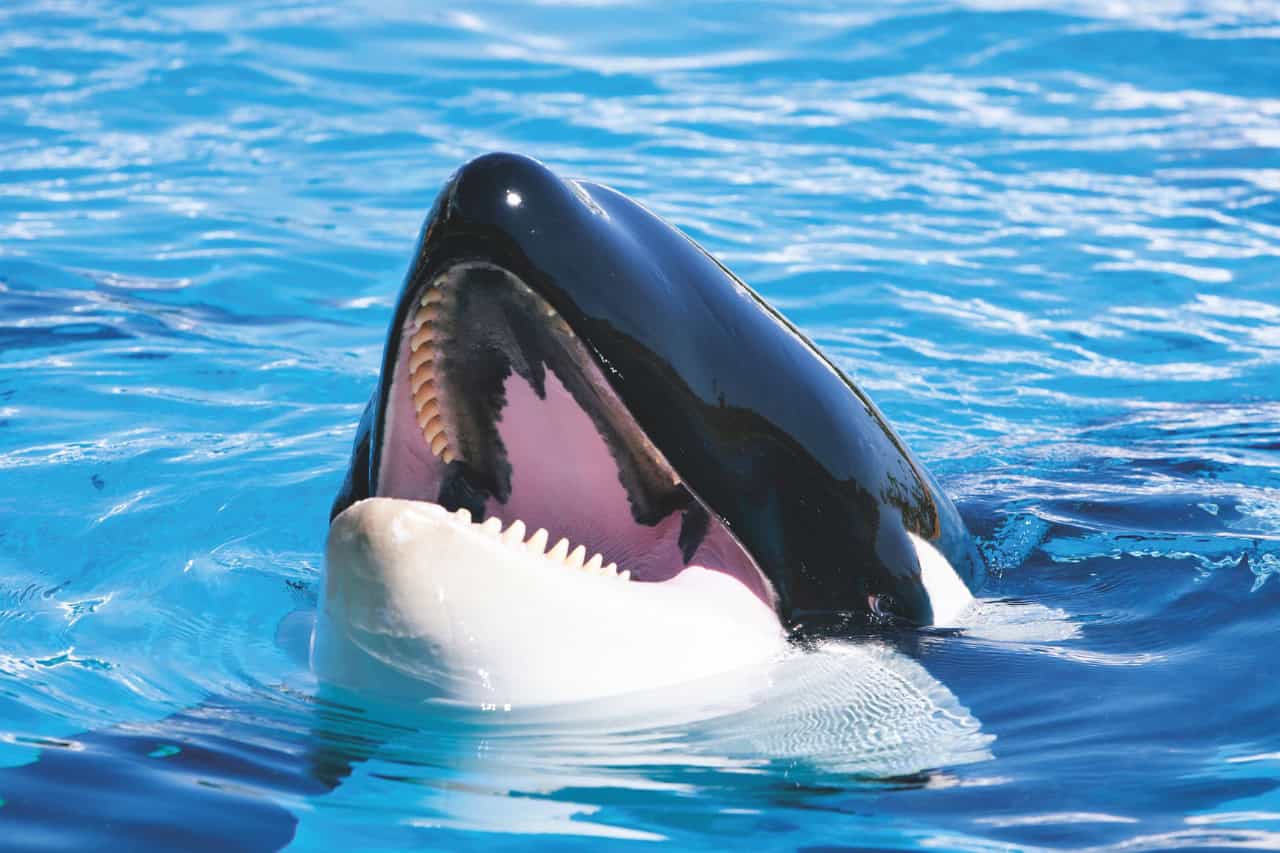 Kosatka vynořující se z modré vody v Loro Parque Tenerife