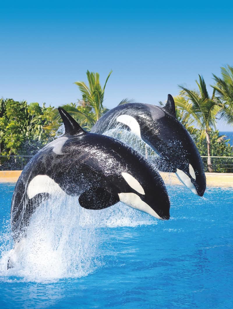 两头虎鲸在特内里费岛洛罗公园(Loro Parque Tenerife)一同跃出水面,已通过Club Canary预订双人票