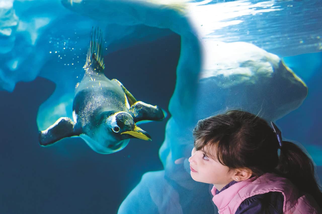 Dítě sledující tučňáka plavajícího pod vodou v Loro Parque