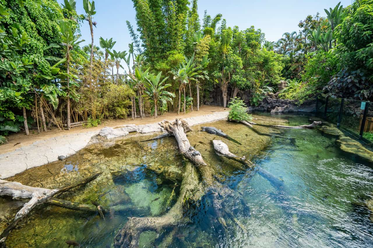 Krokodýli odpočívající vedle tropické laguny v Loro Parque