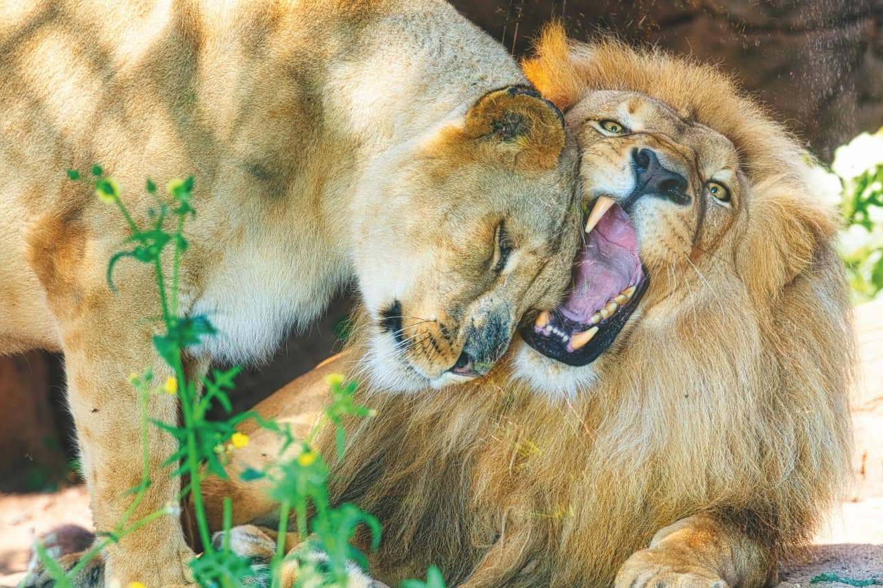 Loro Parque Tenerife animal park