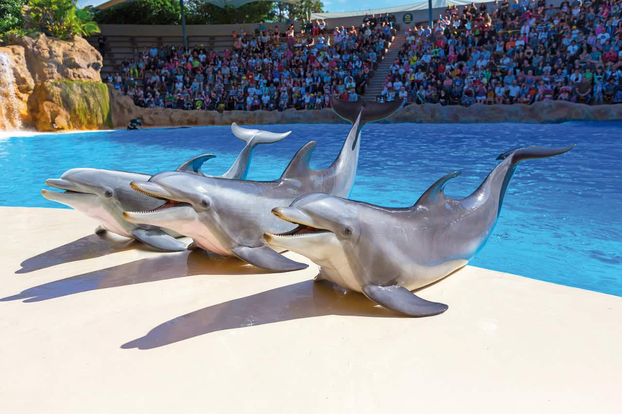 Delfíni vedle bazénu během představení v Loro Parque