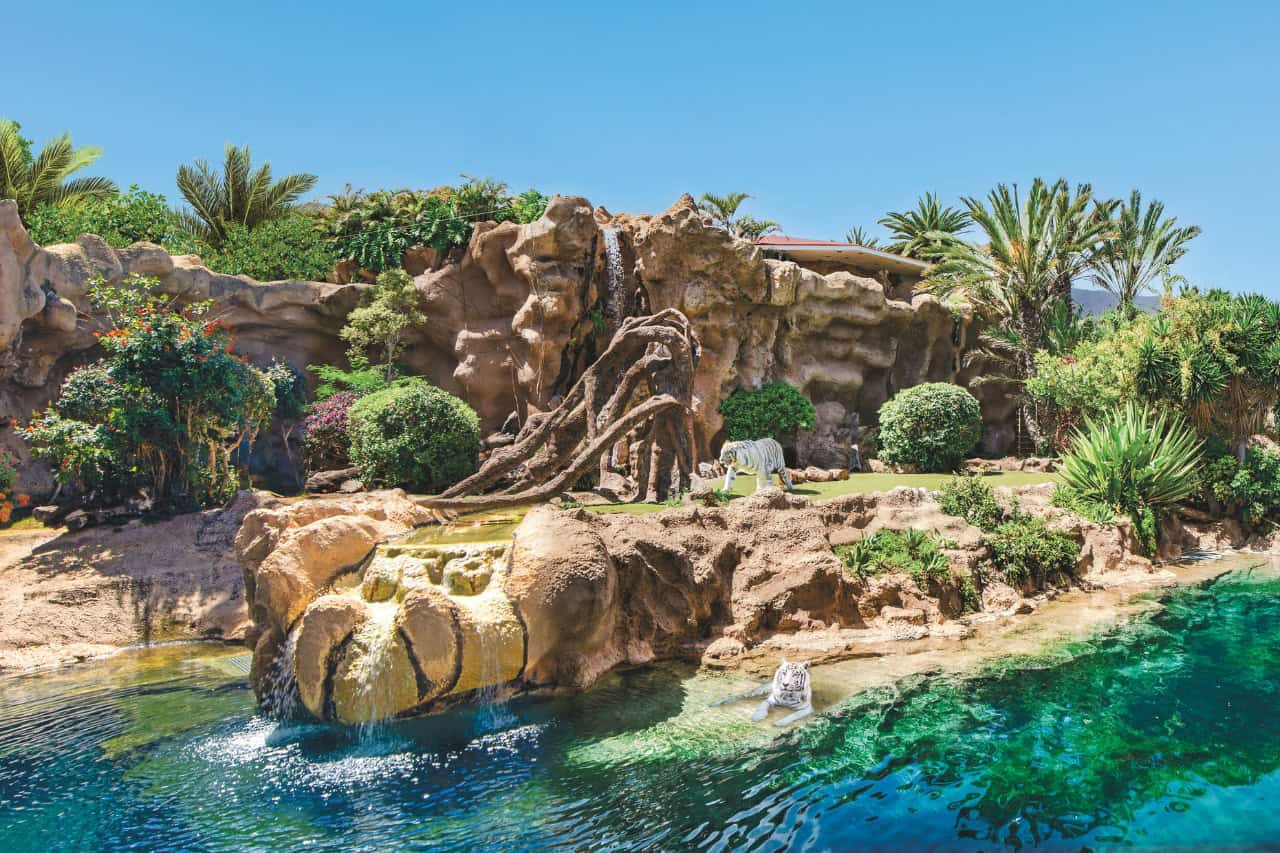 Bílí tygři vedle tyrkysového bazénu v Loro Parque