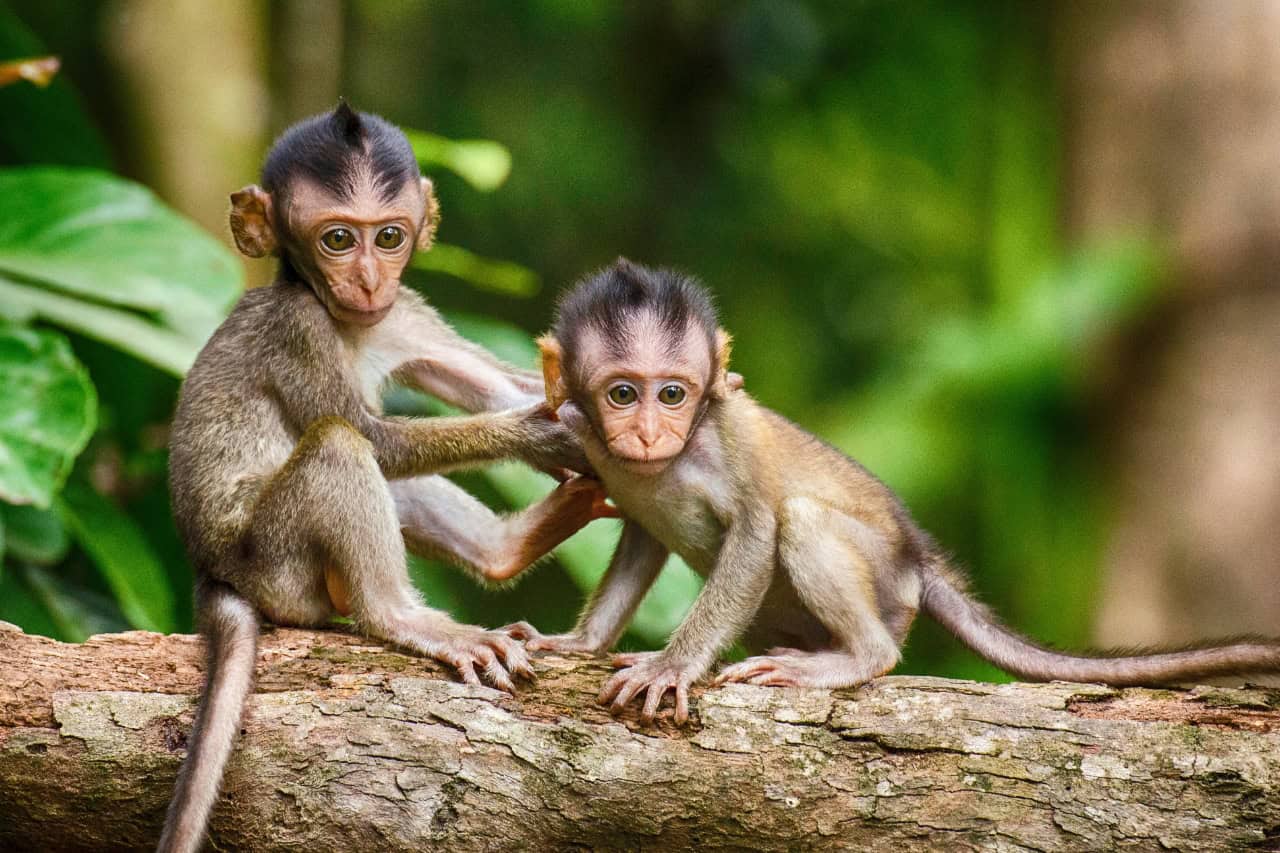 Playful monkeys at Monkey Park Tenerife