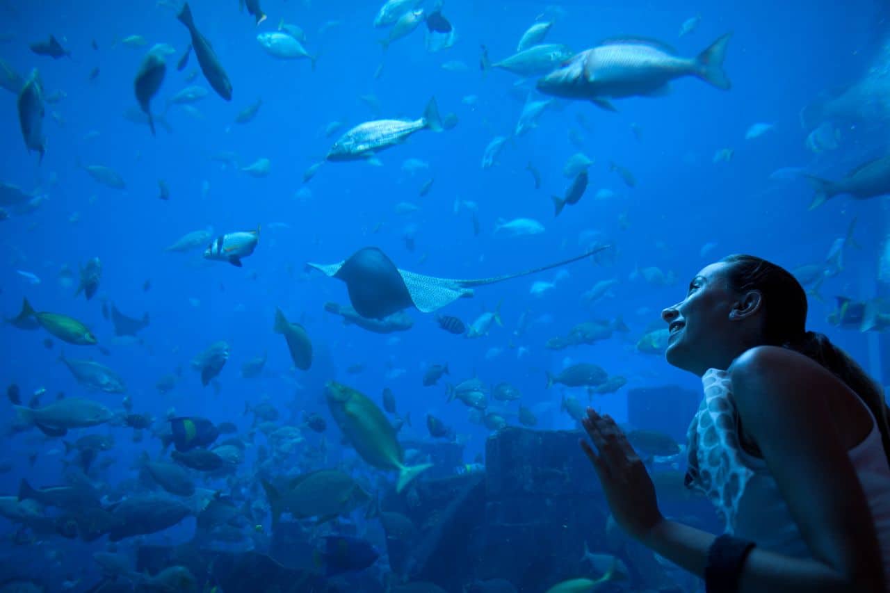 Entradas Acuario Poema Del Mar Una Visita Obligada En Gran Canaria