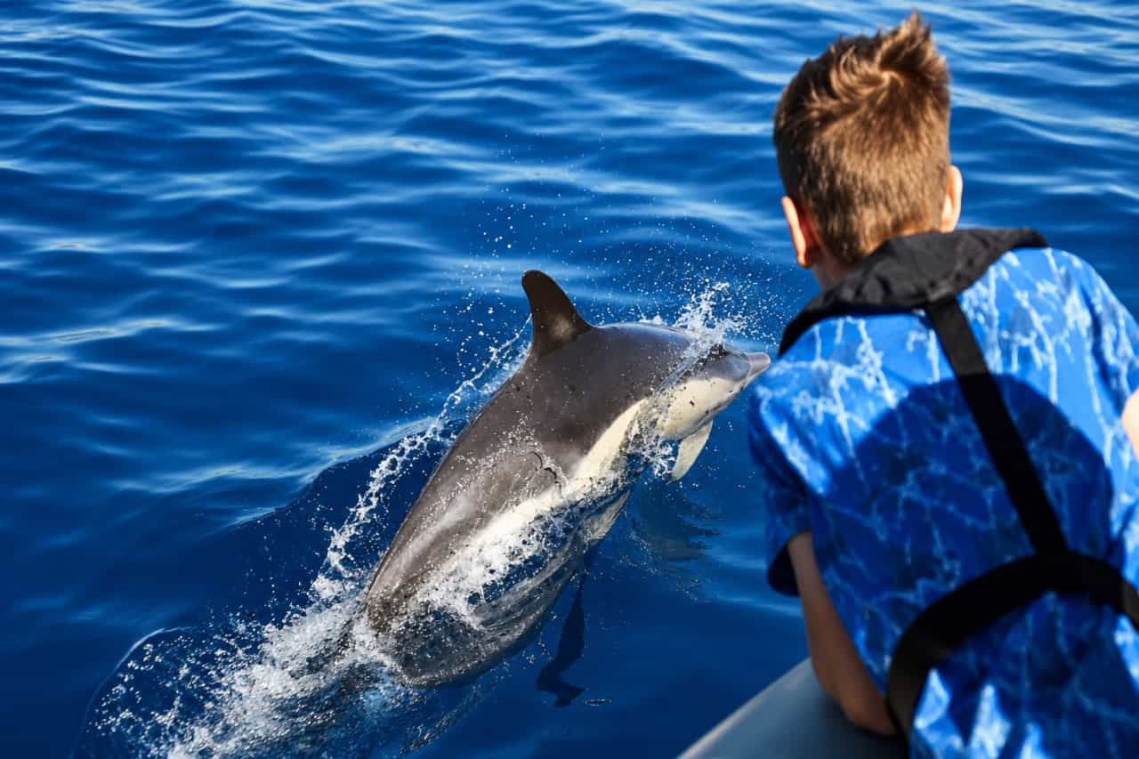Passenger watching dolphins swim beside a boat during a marine wildlife tour in Lanzarote.