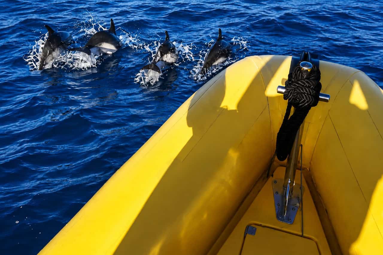 Lanzarote Dolphin Watching Tour - imagine 6