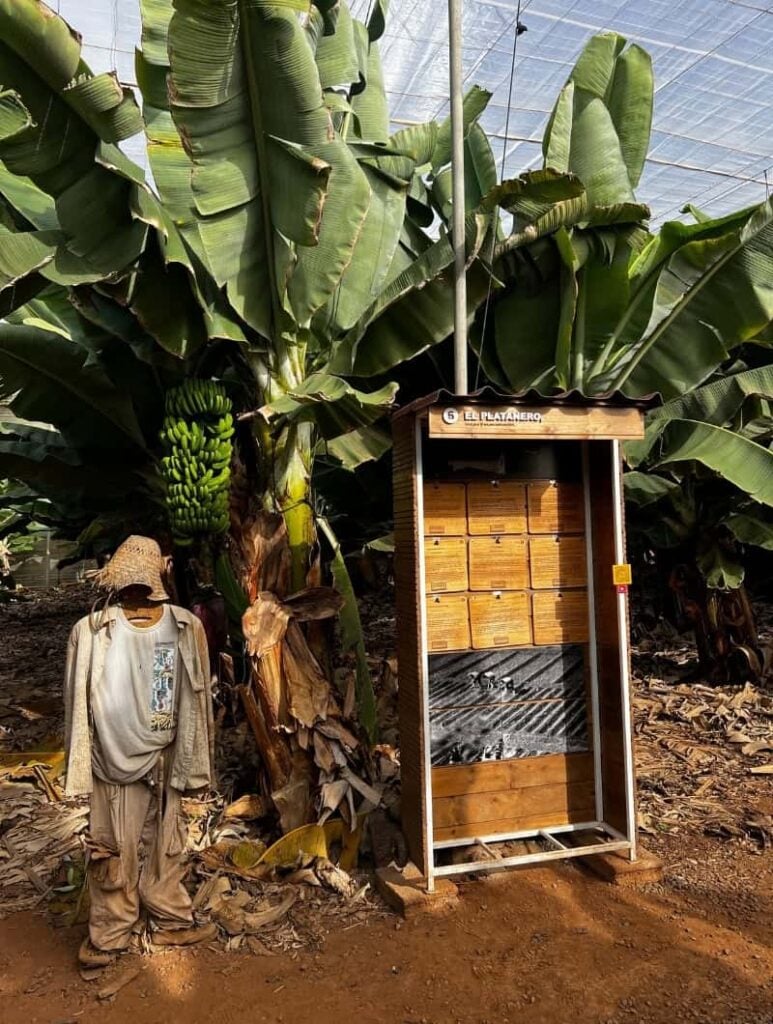 Educational signs on the banana farm tour in Tenerife – learn about bananas while you walk
