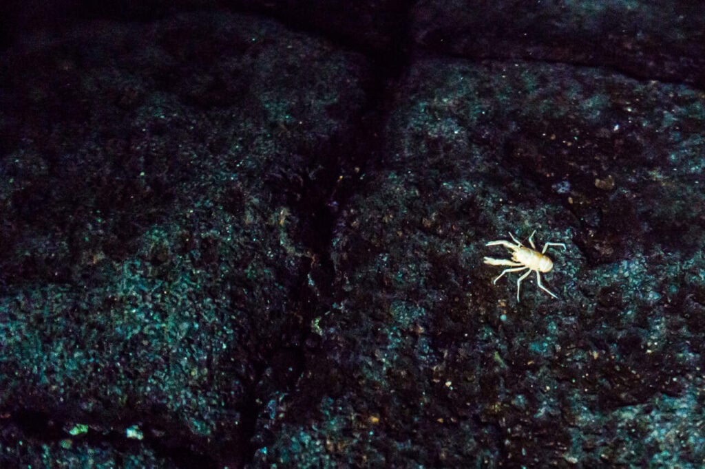Close-up of a tiny blind albino crab (Munidopsis Polimorpha) on volcanic rock inside Jameos del Agua in Lanzarote.