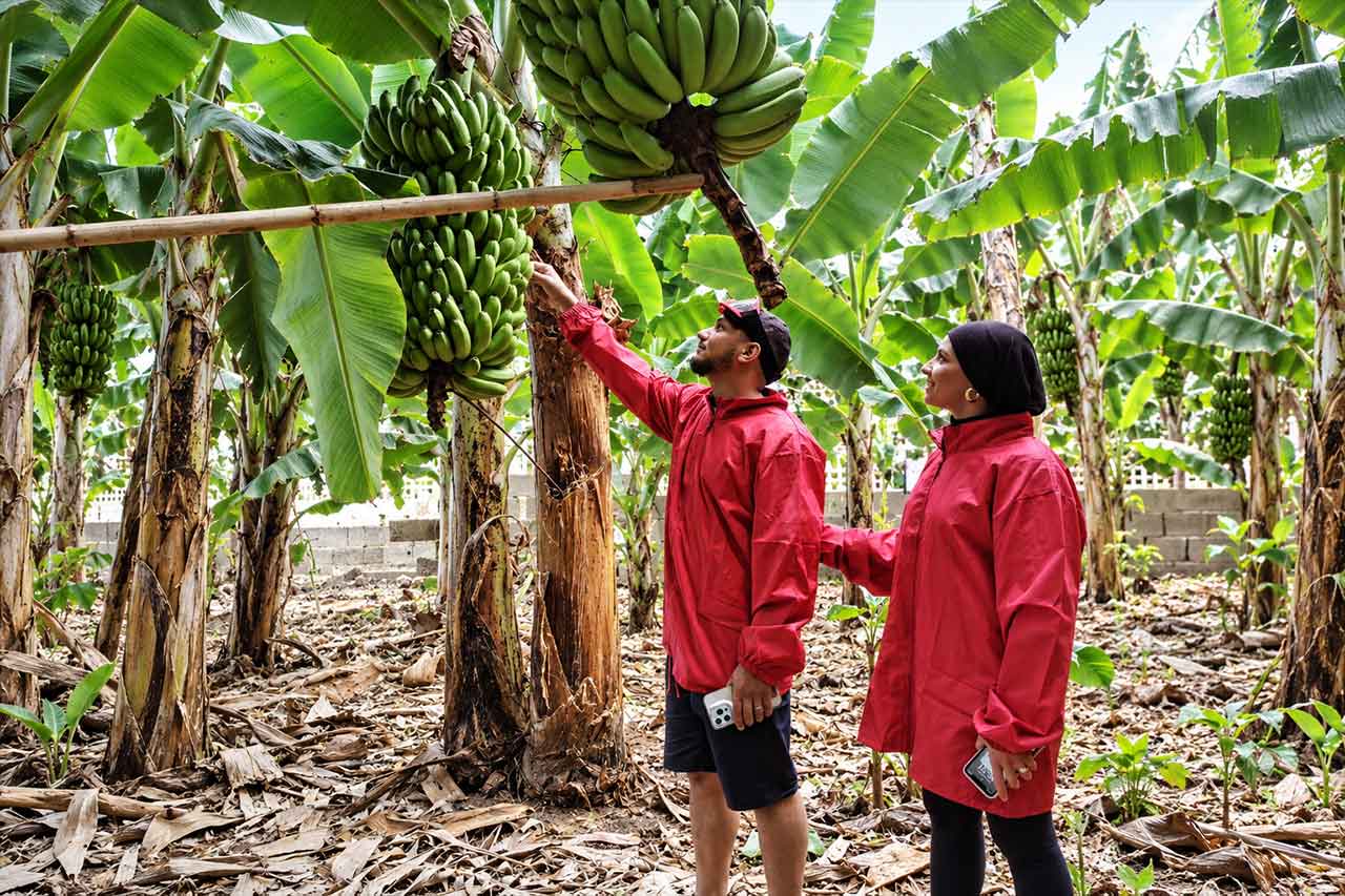 Guests walk through a Canarian banana farm and see the fruit growing up close during one of the main stops on the North Tenerife buggy route from Puerto de la Cruz.