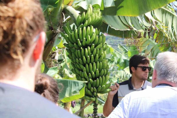 banaaniplantaasikierros puerto de la cruzissa, jossa opas kertoo banaaninviljelystä