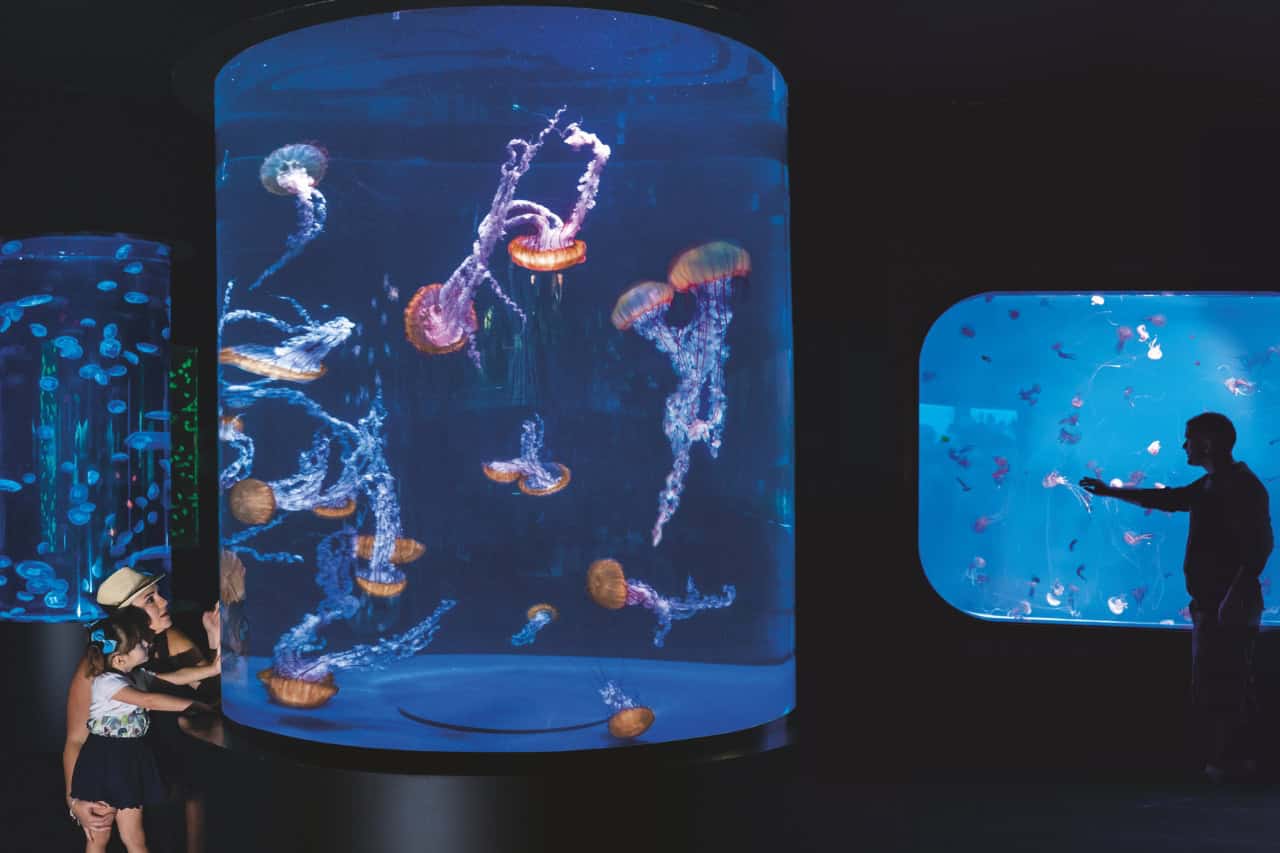 Glowing jellyfish gallery at Aqua Viva Loro Parque Tenerife