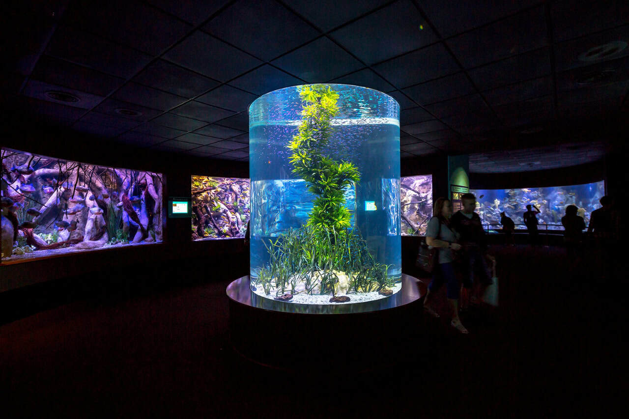 Coral Kingdom underwater aquarium experience at Loro Parque Tenerife