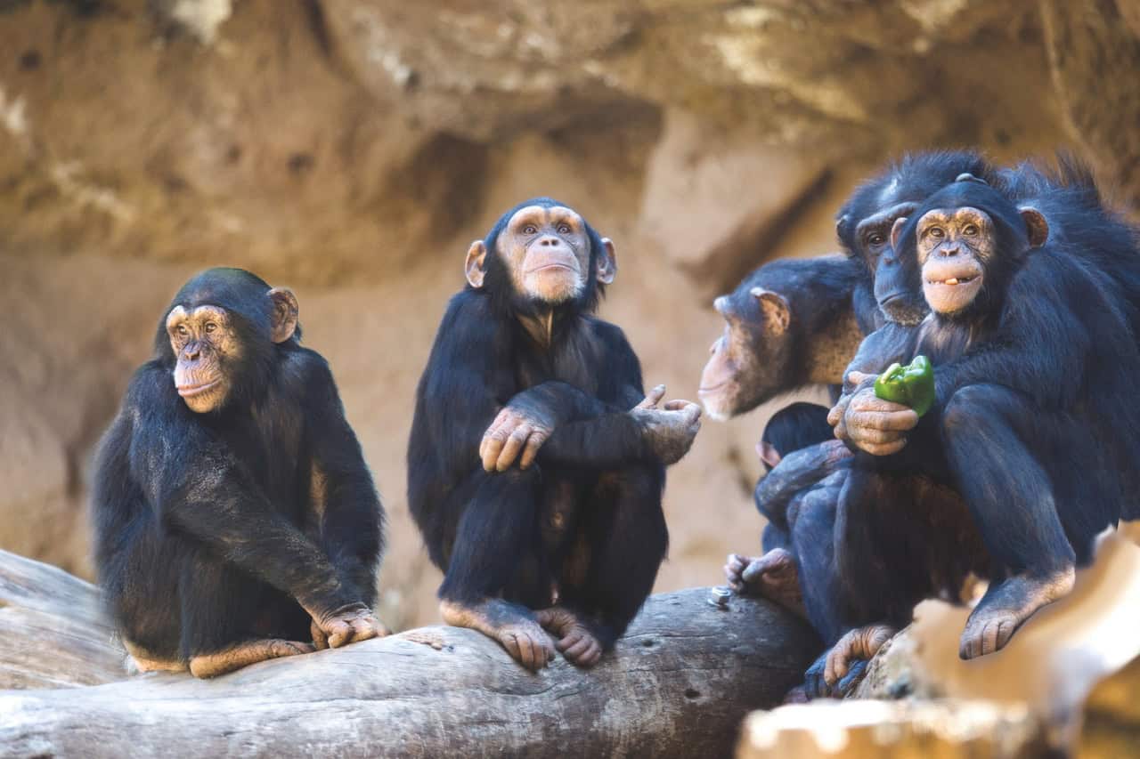 Chimpanzee family at Chimpland Loro Parque Tenerife