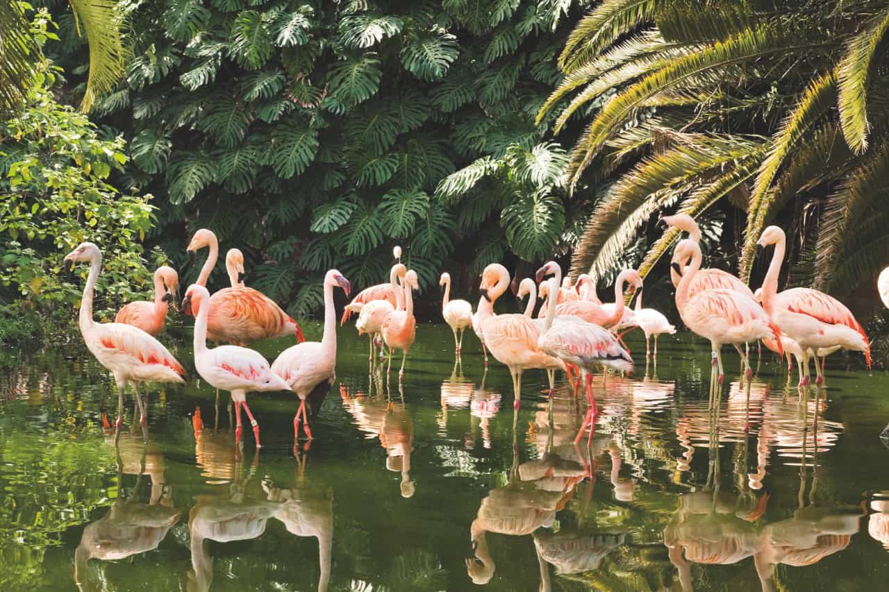 Pink flamingos by the tropical lagoon at Loro Parque Tenerife