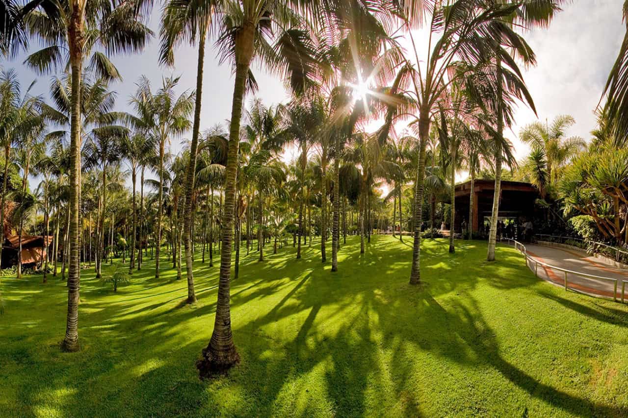 Tropical palm gardens and vegetation at Loro Parque Tenerife