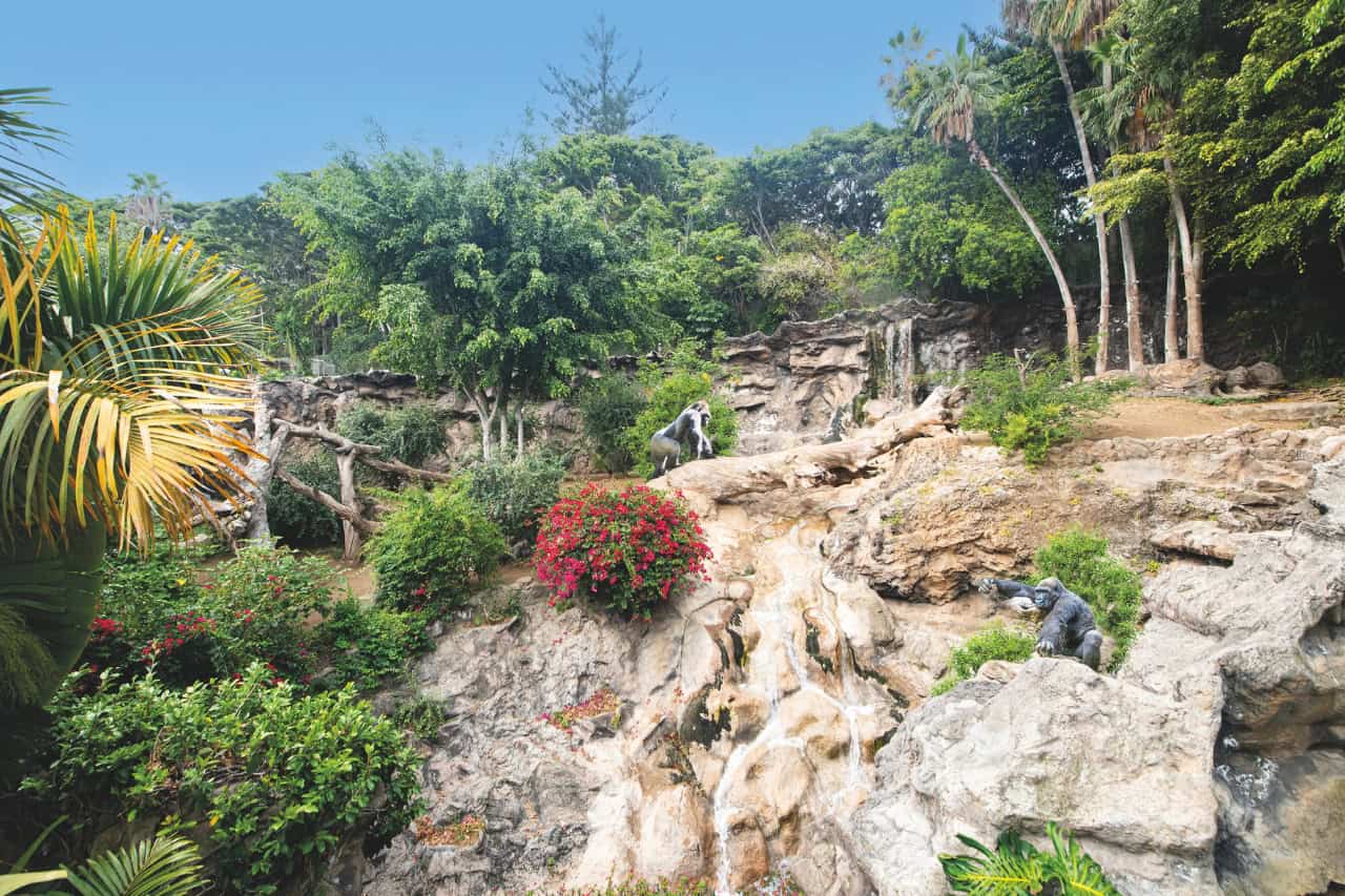 Gorillas in a natural habitat with waterfall at Loro Parque Tenerife