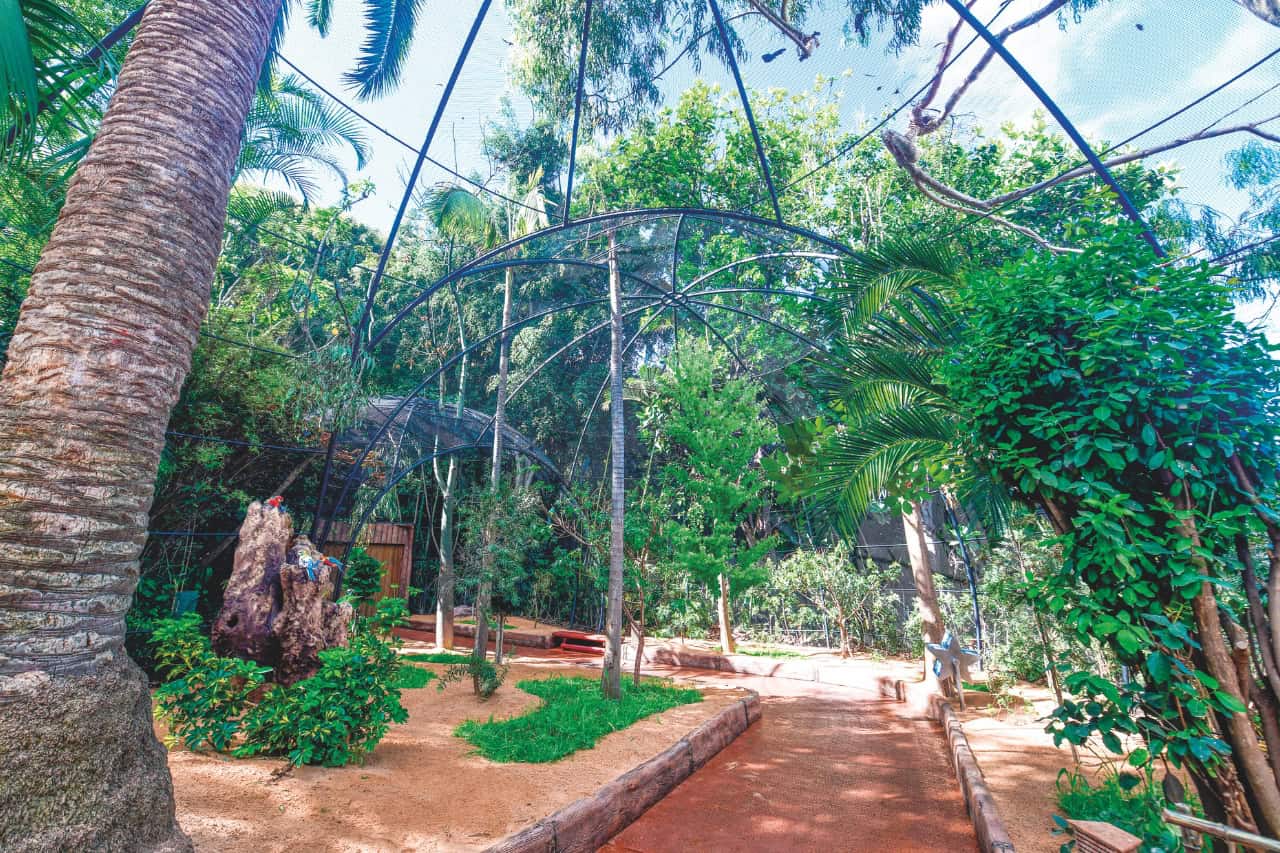 Walk-through macaw aviary Jungle Ara at Loro Parque Tenerife