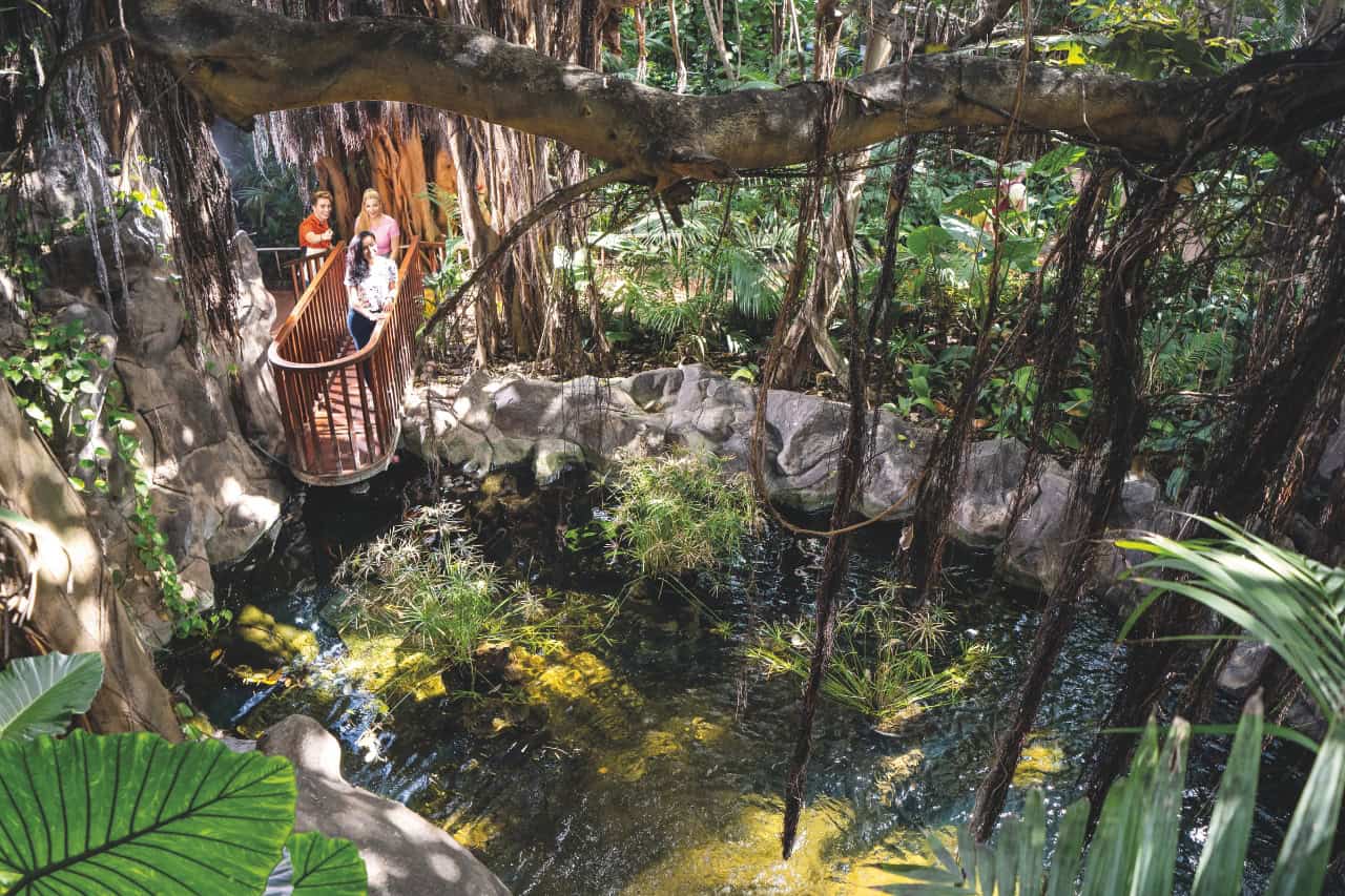 Katandra Treetops jungle canopy walkway at Loro Parque Tenerife