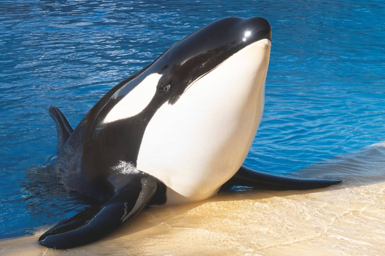 Orca seen up close through underwater glass at Loro Parque Tenerife