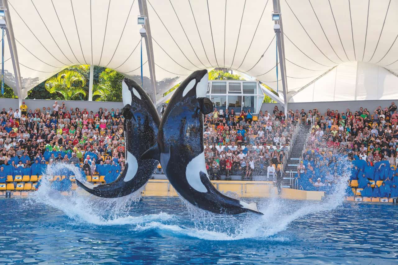 Orca show double breach spectacle at Loro Parque Tenerife