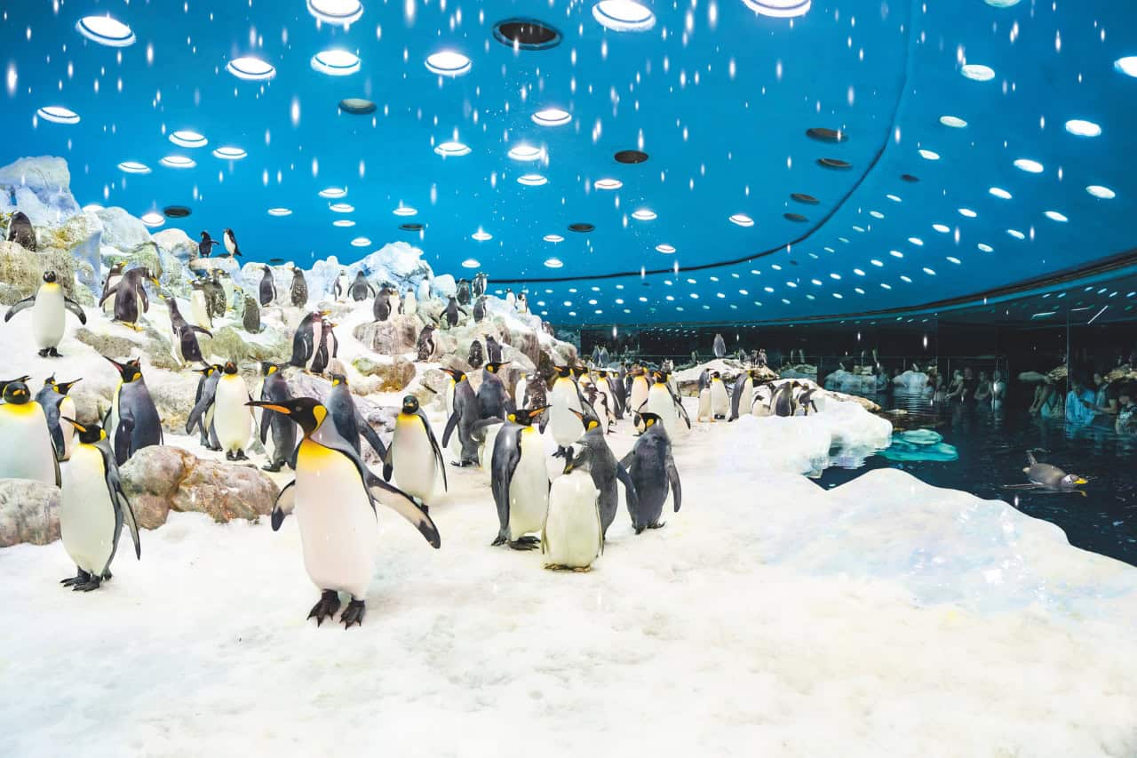 King penguins in real snow at Planet Penguin Loro Parque Tenerife