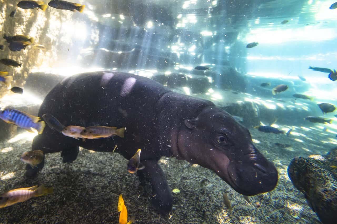 Adela the pygmy hippo seen underwater at Loro Parque Tenerife