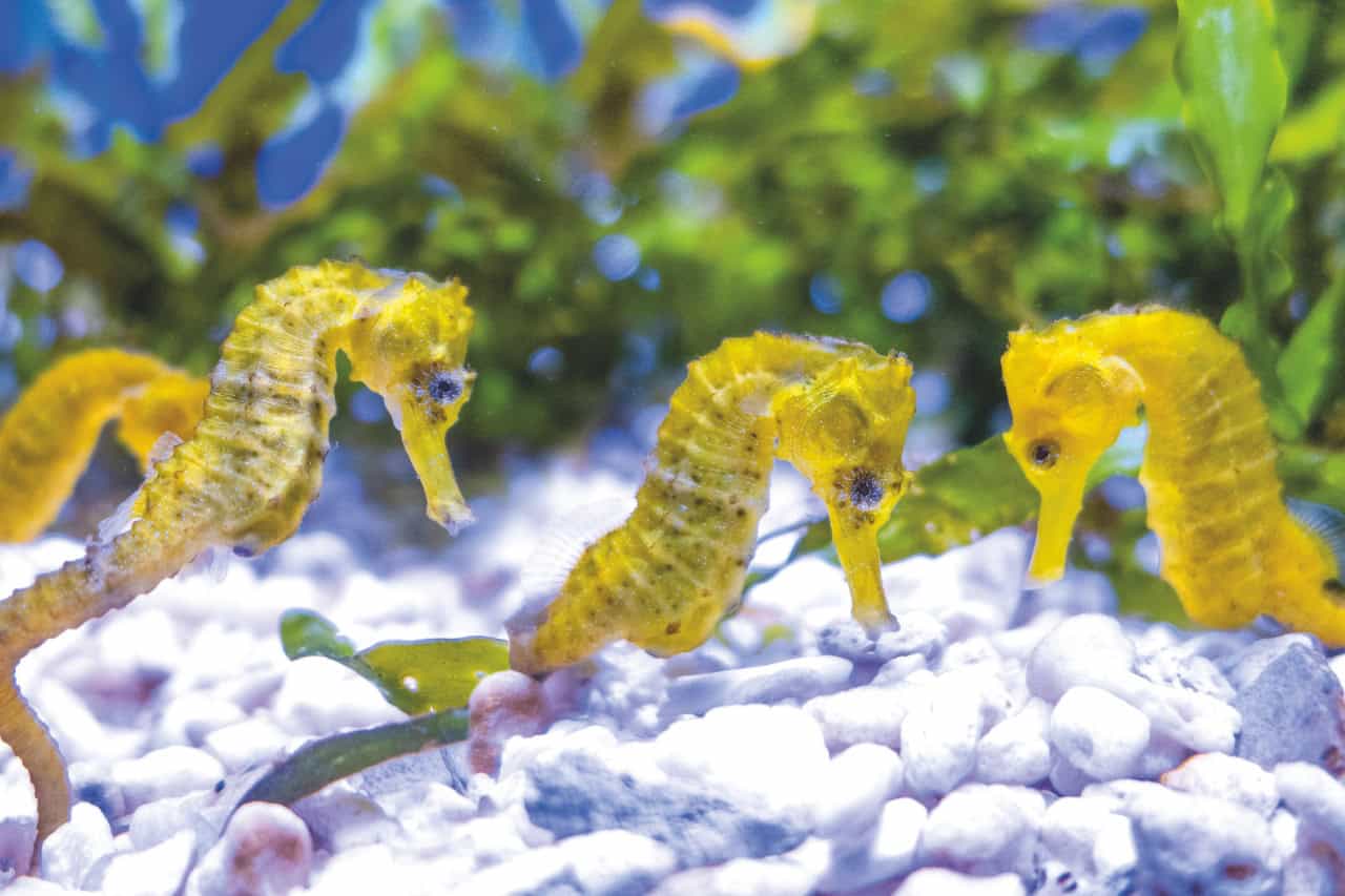 Seahorses in the aquarium at Loro Parque Tenerife