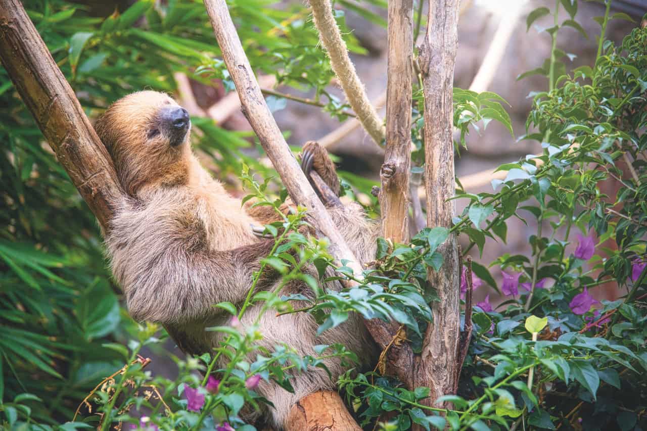 Two-toed sloth in its tropical habitat at Loro Parque Tenerife