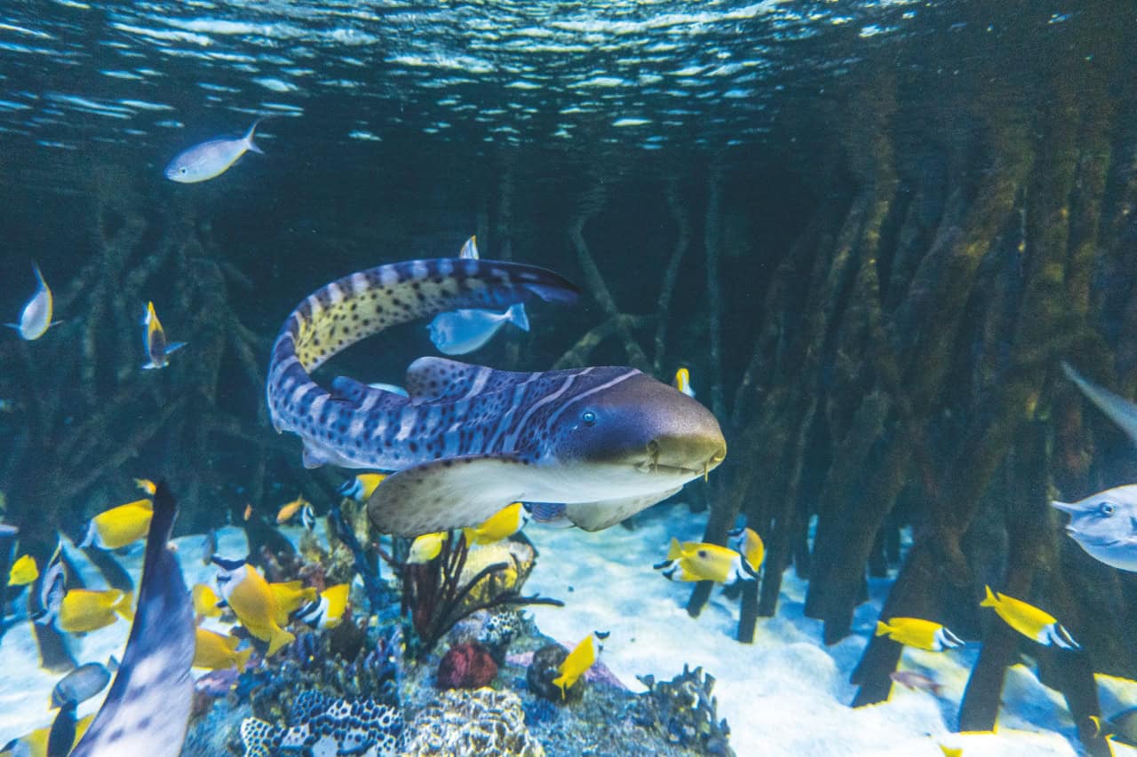 Zebra shark in the glass shark tunnel at Loro Parque Tenerife