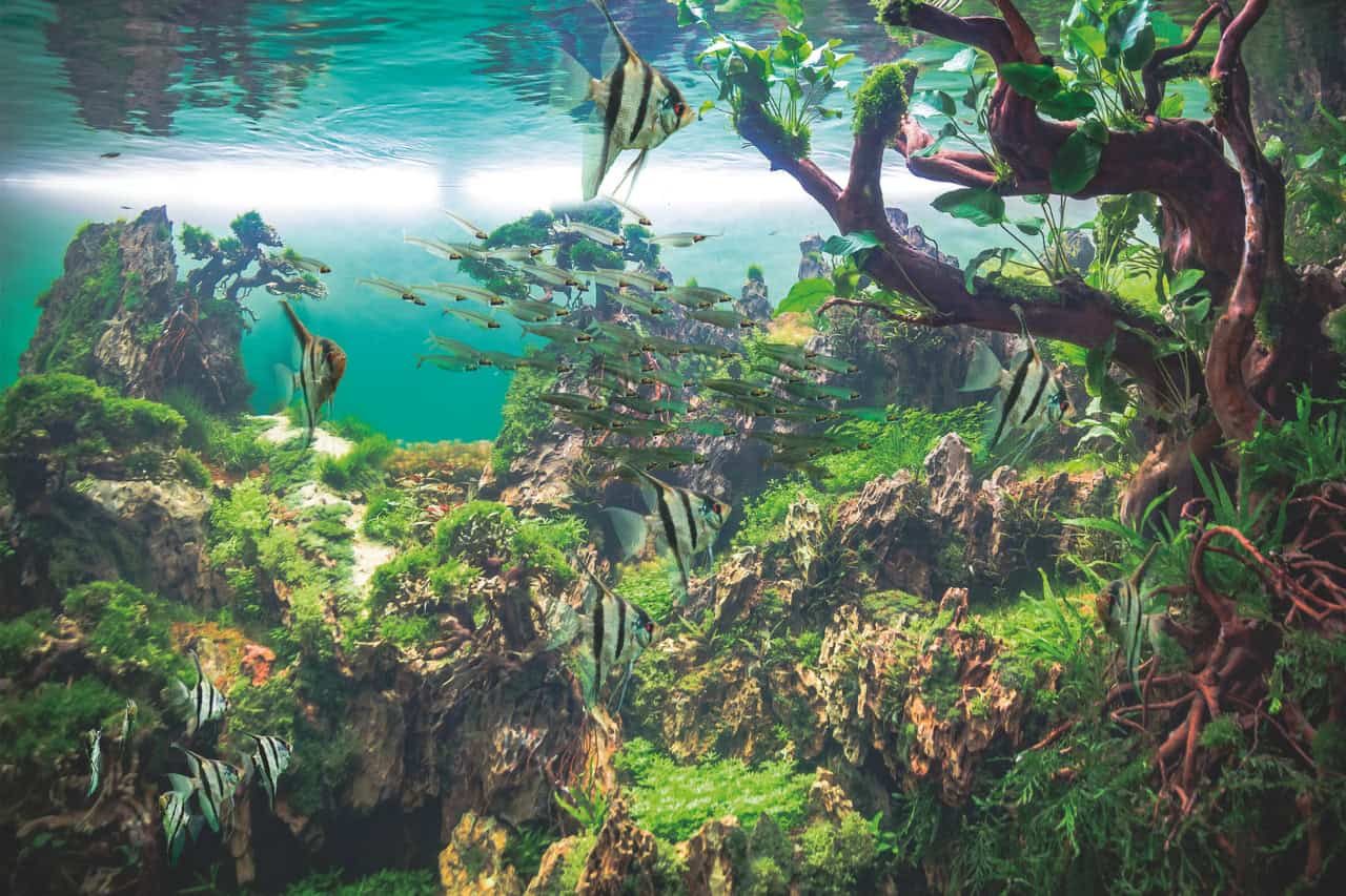 Zen Garden aquascaping with angelfish display at Loro Parque Tenerife