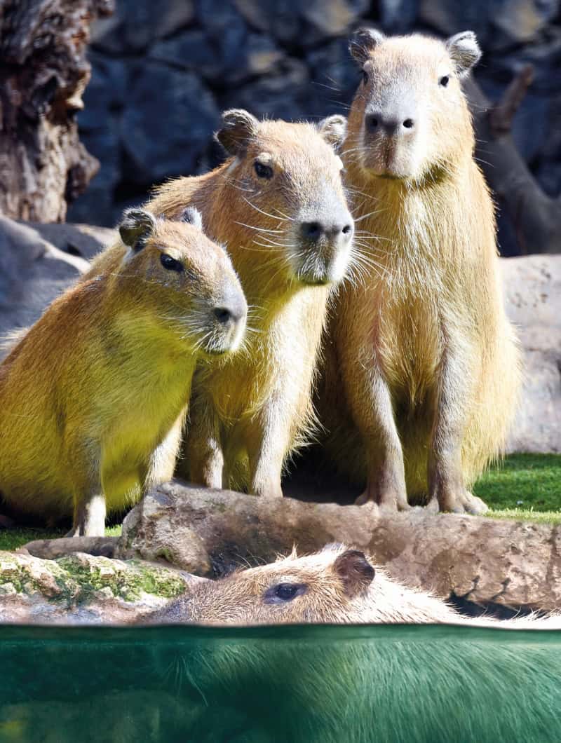 Capybara family lined up at Loro Parque, get the best VIP show seats with the all inclusive ticket Tenerife booked with Club Canary