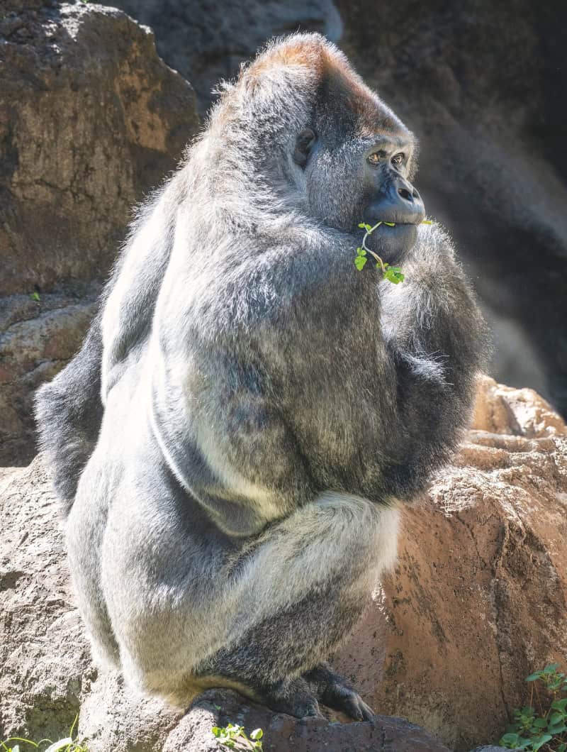 Gorilla eating greens at Loro Parque, food and drinks included with the all inclusive ticket Tenerife booked with Club Canary