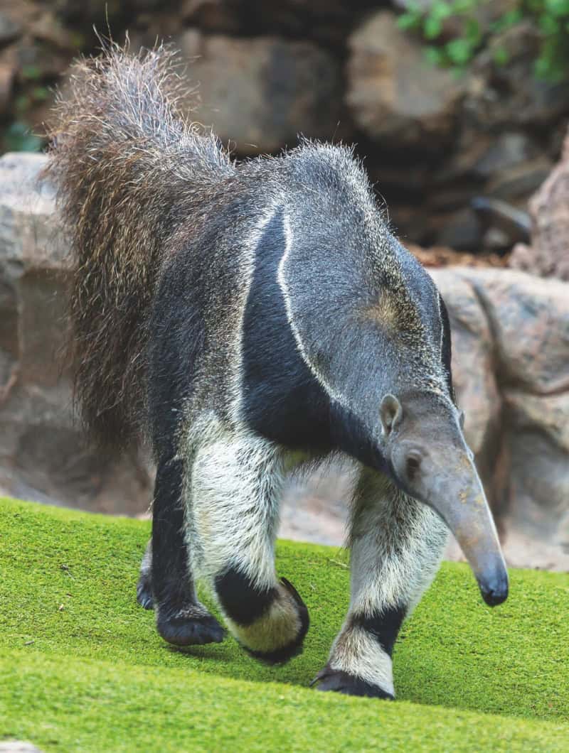 Giant anteater walking at Loro Parque, sniffing out the best all inclusive ticket Tenerife booked with Club Canary